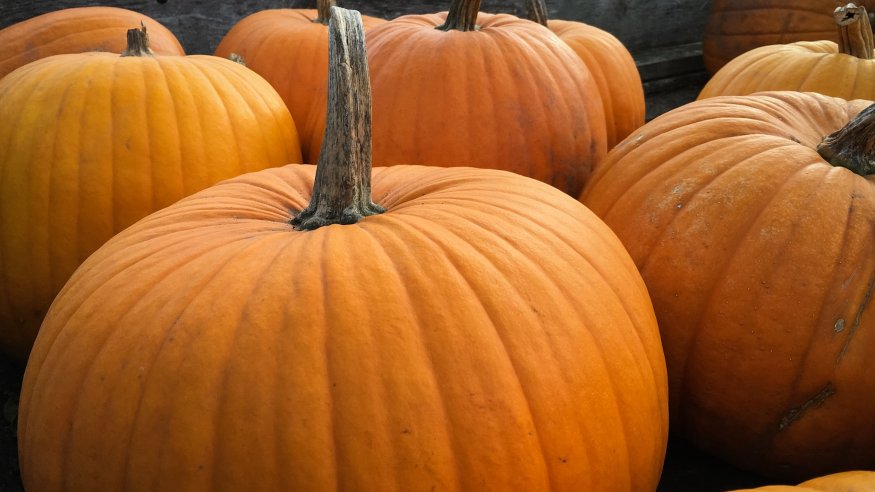 Biological Sciences Department Halloween Party | Ohio Wesleyan University