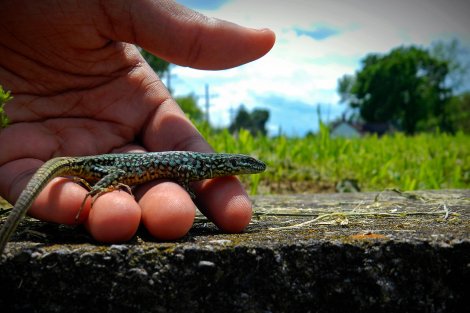 Meet The Italian Wall Lizard That Has Made Princeton Its Home